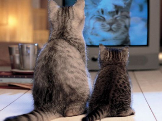 cats_watching_tv-1024x768